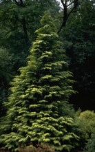 Zypresse - Chamaecyparis lawsoniana 'Lane