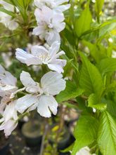 Japanse Zuilsierkers - Prunus serrulata 'Amanogawa' 