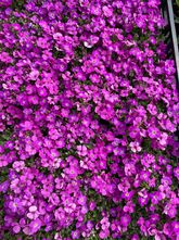 Blauwkussen - Aubrieta 'Axcent Lilac' (Randjesbloem)