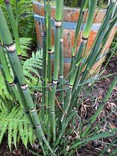 Reuzen Schaafstro - Equisetum Hyemale