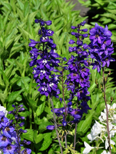 Ridderspoor - Delphinium Black Knight Group