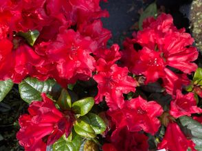 Azalea - Rhododendron 'Scarlet Wonder'