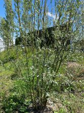 Witte Wilg - Salix Alba Zuilvorm stamdikte 6-8 cm hoogte 250 - 300 cm