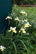 Sibirische Schwertlilie - Iris 'Butter and Sugar'
