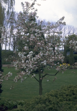 Krabbenapfel - Malus toringo 'Brouwers Beauty' großer Baum