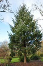 Sitkaspar - Picea sitchensis