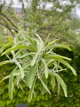 Smalbladige Olijfwilg - Elaeagnus angustifolia
