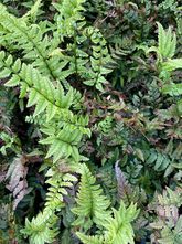 Smalle Naaldvaren - Polystichum Tsus-simense