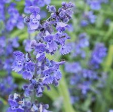 Katzenminze - Nepeta 'Walker's Low