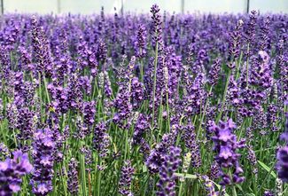 Gewöhnlicher Lavendel - Lavandula angustifolia 'Hidcote' TIPP