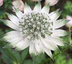 Zeeuws knoopje - Astrantia major 'Shaggy'