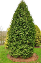 Thuja occidentalis 'Snow tip'