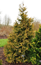 Thuja Plicata 'Doone Valley'