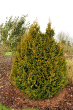 Thuja Plicata 'Rodgersii'