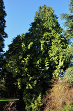 Thuja Plicata 'Zebrina'