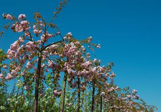 Treursierkers - Prunus serrulata 'Kiku-shidare' Hoogstam boom