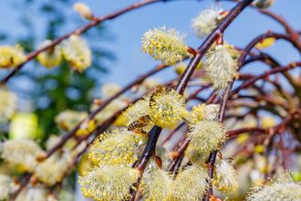 Treurwilg op stam - Salix caprea ‘Kilmarnock’