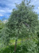 Weidenblättrige Zierbirne am Hochstamm - Pyrus salicifolia 'Pendula