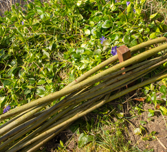 Weidenzweige - Bündel 25 Stück - Länge 1,50 Meter - Weidendurchmesser 1-2 cm