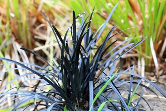 Zwart gras - Ophiopogon 'Niger' 