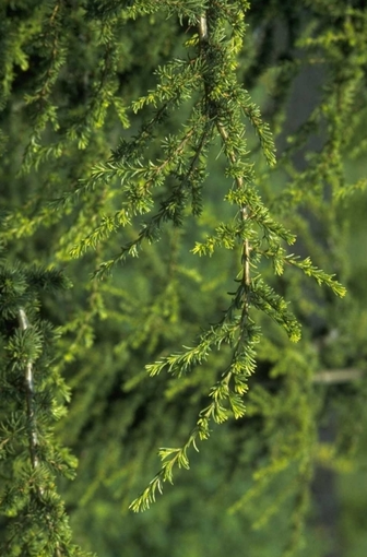 https://cdn.zilvercms.nl/http://yarinde.zilvercdn.nl/Cyprische Ceder - Cedrus libani subsp. brevifolia