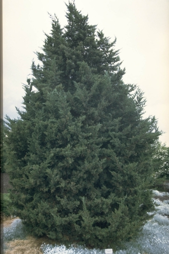 https://cdn.zilvercms.nl/http://yarinde.zilvercdn.nl/Juniperus chinensis 'Monarch'