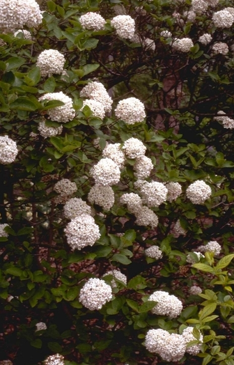 Sneeuwbal Viburnum Tinus, wintergroen, lange bloeiende struik