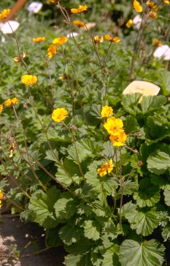 Nagelkruid Geum Prinses Juliana Plant Yarinde Borders 