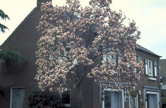 https://cdn.zilvercms.nl/http://yarinde.zilvercdn.nl/Gewone magnolia - Magnolia x soulangeana