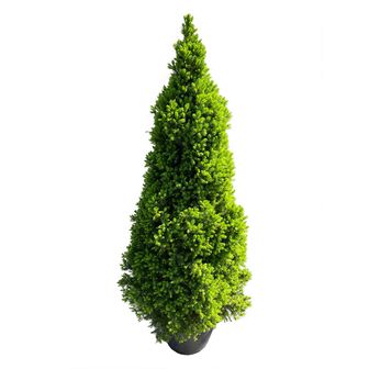 https://cdn.zilvercms.nl/http://yarinde.zilvercdn.nl/Canadese spar - Picea glauca 'Conica'