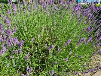 https://cdn.zilvercms.nl/http://yarinde.zilvercdn.nl/Gewone lavendel - Lavandula angustifolia 'Munstead'