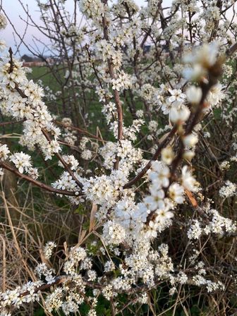 Immergrüne gemischte Hecke Yarinde Gartenpflanzen