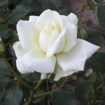 https://cdn.zilvercms.nl/http://yarinde.zilvercdn.nl/Klimroos - Rosa (K) 'White New Dawn'