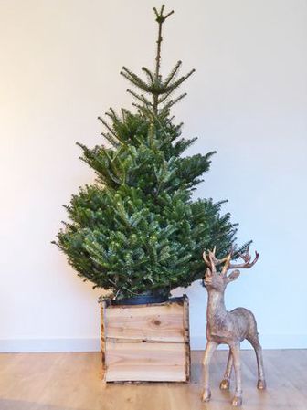 https://cdn.zilvercms.nl/http://yarinde.zilvercdn.nl/Abies Fraseri zilverspar kerstboom