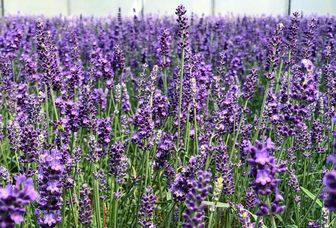 https://cdn.zilvercms.nl/http://yarinde.zilvercdn.nl/lavendel lavandula hidcote tuinplant ruikt heerlijk 