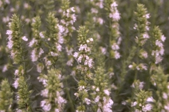 https://cdn.zilvercms.nl/http://yarinde.zilvercdn.nl/Hyssop - Hyssopus officinalis 'Albus'