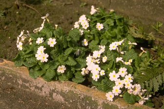 https://cdn.zilvercms.nl/http://yarinde.zilvercdn.nl/Sleutelbloem - Primula 'Schneekissen'