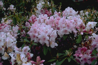 https://cdn.zilvercms.nl/http://yarinde.zilvercdn.nl/Rododendron - Rhododendron 'Pink Pearl'