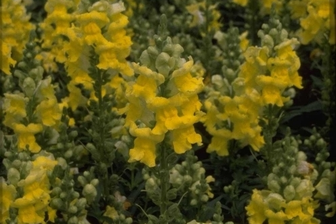 https://cdn.zilvercms.nl/http://yarinde.zilvercdn.nl/Grote leeuwenbek - Antirrhinum majus 'Coronette Yellow'