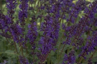 https://cdn.zilvercms.nl/http://yarinde.zilvercdn.nl/Salie - Salvia x sylvestris 'Viola Klose'