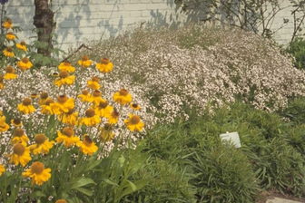 https://cdn.zilvercms.nl/http://yarinde.zilvercdn.nl/Zonnekruid - Helenium bigelovii 'The Bishop'