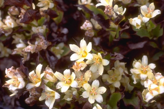 https://cdn.zilvercms.nl/http://yarinde.zilvercdn.nl/Tricyrtis hirta 'Miyazaki'