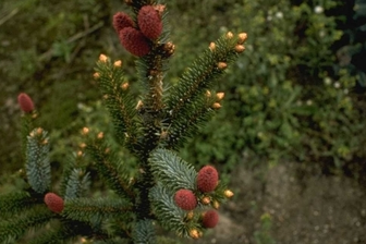 https://cdn.zilvercms.nl/http://yarinde.zilvercdn.nl/Picea bicolor