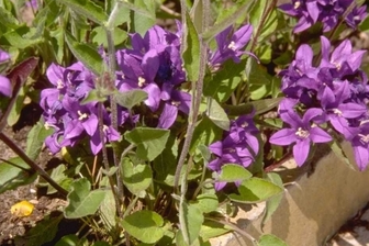 https://cdn.zilvercms.nl/http://yarinde.zilvercdn.nl/Ruig klokje - Campanula glomerata 'Joan Elliott'