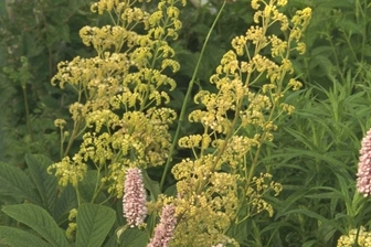 https://cdn.zilvercms.nl/http://yarinde.zilvercdn.nl/Schout-bij-nacht - Rodgersia pinnata 'Alba'