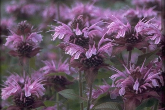 https://cdn.zilvercms.nl/http://yarinde.zilvercdn.nl/Bergamotplant - Monarda 'Mohawk'