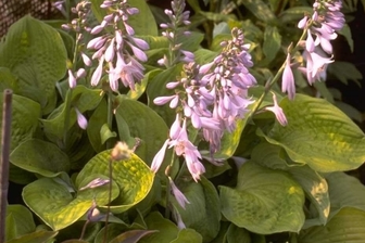 https://cdn.zilvercms.nl/http://yarinde.zilvercdn.nl/Hartlelie - Hosta 'August Moon'