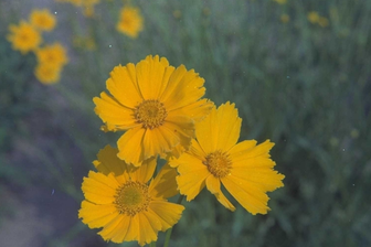 https://cdn.zilvercms.nl/http://yarinde.zilvercdn.nl/Meisjesogen - Coreopsis grandiflora 'Badengold'