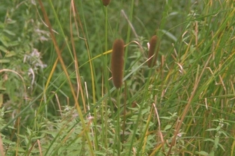 https://cdn.zilvercms.nl/http://yarinde.zilvercdn.nl/Typha angustifolia