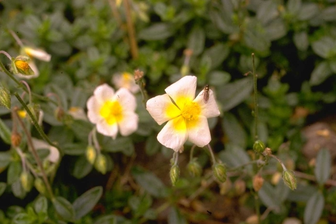 https://cdn.zilvercms.nl/http://yarinde.zilvercdn.nl/Zonneroosje - Helianthemum 'Elfenbeinglanz'